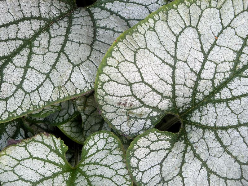 Illustration for article titled Incredible Photographs of Fractals Found in the Natural World